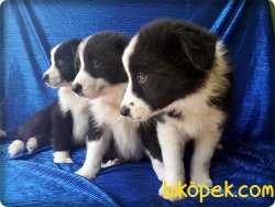 Border Collie Yavrularımız 5