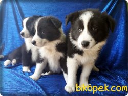 Border Collie Yavrularımız 1