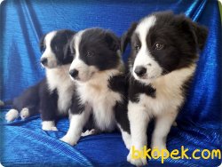 Border Collie Yavrularımız 2