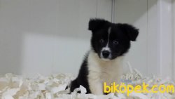 BORDER COLLIE YAVRULARIMIZ 1
