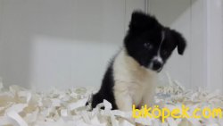 BORDER COLLIE YAVRULARIMIZ 3