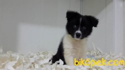 BORDER COLLIE YAVRULARIMIZ 4