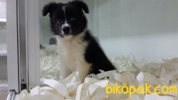 BORDER COLLIE YAVRULARIMIZ 2