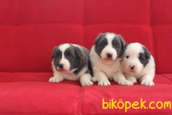 Border Collie Yavrularımız 1