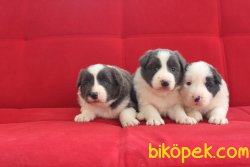 Border Collie Yavrularımız 4