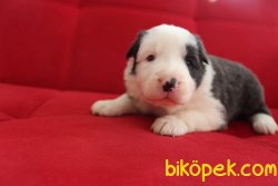 Border Collie Yavrularımız 3