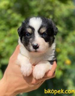 Border Collie Yavrularımız 3