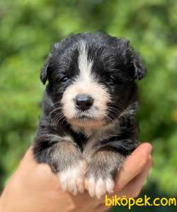 Border Collie Yavrularımız 4