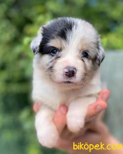 Border Collie Yavrularımız 2