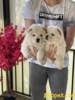 Chow Chow Yavrularımız Di̇şi̇ Erkek Si̇zlerle 3