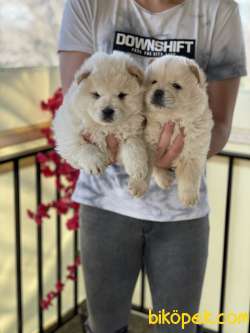 Chow Chow Yavrularımız Di̇şi̇ Erkek Si̇zlerle 1