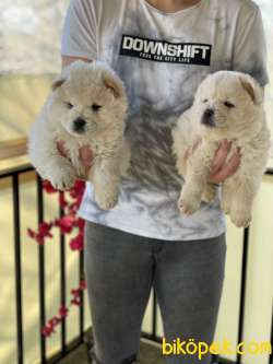 Chow Chow Yavrularımız Di̇şi̇ Erkek Si̇zlerle 2