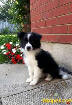 Border Collie Yavrularımız Evinizin Neşesi Olacaktır 3