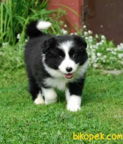 Border Collie Yavrularımız Evinizin Neşesi Olacaktır 1