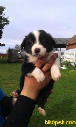 Border Collie Yavrularımız Evinizin Neşesi Olacaktır 4