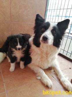 Border Collie Yavrularımız Irk Garantili 1