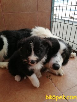 Border Collie Yavrularımız Irk Garantili 3