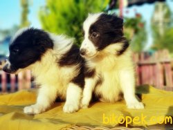 BORDER COLLİE YAVRUSU 5