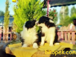 BORDER COLLİE YAVRUSU 4