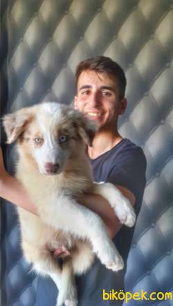 BORDERCOLLİEYAVRULARI 1
