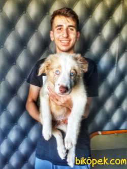 BORDERCOLLİEYAVRULARI 2