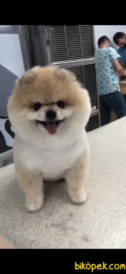 Boss Pomeranian Boo Efsane Kalite Yetişkin 1