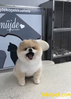 Boss Pomeranian Boo Efsane Kalite Yetişkin 2