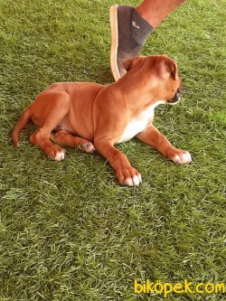 BOXER YAVRULARI 3