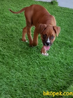 BOXER YAVRULARI 4