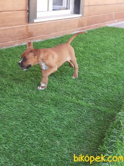 BOXER YAVRULARI 2