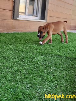BOXER YAVRULARI 4