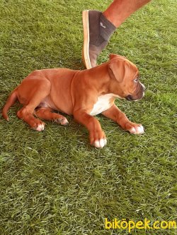 BOXER YAVRULARI 5