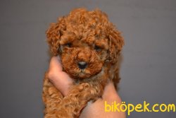 BOY BOY POODLE YAVRULAR 1