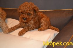 BOY BOY POODLE YAVRULAR 2