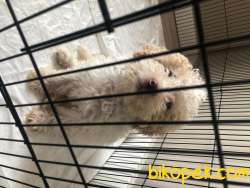 Böyle Köpek Görülmedi 3
