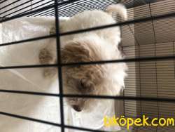 Böyle Köpek Görülmedi 2