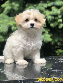 Böyle Tatlisi Görülmedi Dizayn Irk Maltipoo 2