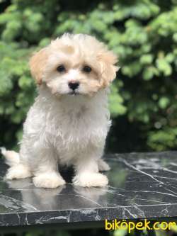 Böyle Tatlisi Görülmedi Dizayn Irk Maltipoo 1