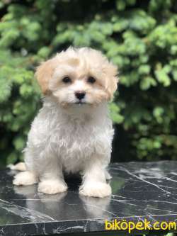 Böyle Tatlisi Görülmedi Dizayn Irk Maltipoo 3