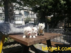 BOYLESI BIR DAHA GELMEZ  Maltese Terier 3