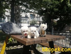 BOYLESI BIR DAHA GELMEZ  Maltese Terier 2