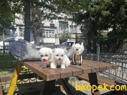 BOYLESI BIR DAHA GELMEZ  Maltese Terier 1