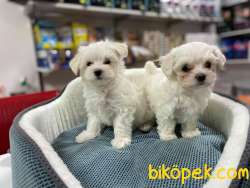 BÖYLESİNİ GÖRMEDİNİZ MİKROCHİPLİ BEMBEYAZ TEACUP MALTESE TERİER 1