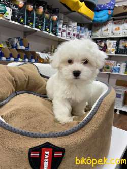 BÖYLESİNİ GÖRMEDİNİZ MİKROCHİPLİ BEMBEYAZ TEACUP MALTESE TERİER 3