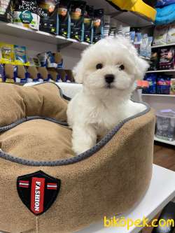BÖYLESİNİ GÖRMEDİNİZ MİKROCHİPLİ BEMBEYAZ TEACUP MALTESE TERİER 4