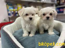 BÖYLESİNİ GÖRMEDİNİZ MİKROCHİPLİ BEMBEYAZ TEACUP MALTESE TERİER 5