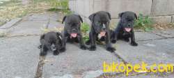 Brindıl French Bulldog Safkan Yavrular 1