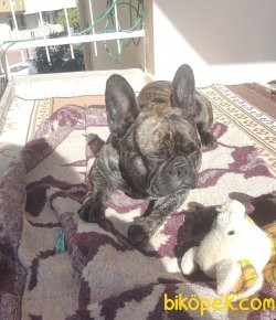 Brindle French Bulldog Erkek 3