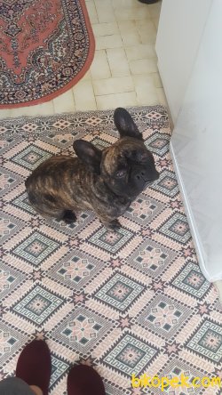 Brindle French Bulldog Erkek 2