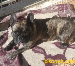 Brindle French Bulldog Erkek 1
